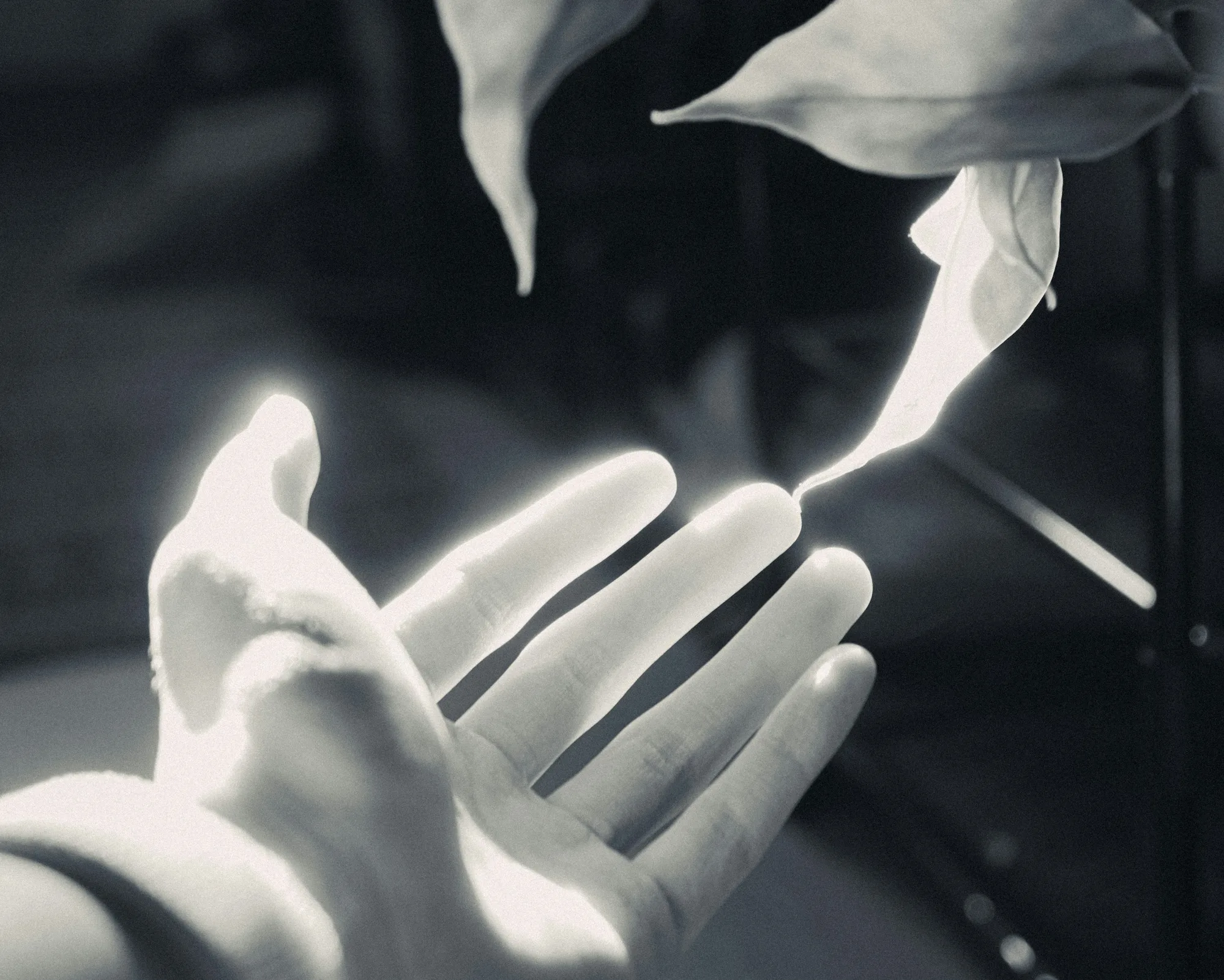 Hand illuminated by modern light, representing AI palm reading